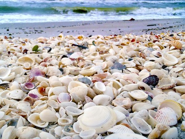 Bounty of Shells on Beaches of Sanibel Island-Florida-USA